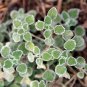White Horehound Marrubium vulgare 100 Seeds