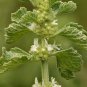 White Horehound Marrubium vulgare 100 Seeds