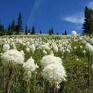 Bear Grass Xerophyllum tenax 100 Seeds