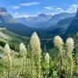 Bear Grass Xerophyllum tenax 100 Seeds