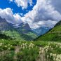 Bear Grass Xerophyllum tenax 100 Seeds