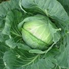 Cabbage 100 Seeds Brassica oleracea Cabbage 100 Seeds Brassica oleracea