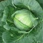 Cabbage 100 Seeds Brassica oleracea
