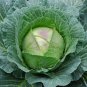 Cabbage 100 Seeds Brassica oleracea