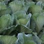 Cabbage 100 Seeds Brassica oleracea