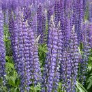 Wild Lupine Sundial Lupine Lupinus perennis 100 Seeds