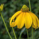 Green-Headed Coneflower  Rudbeckia laciniata  100 Seeds