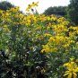 Green-Headed Coneflower  Rudbeckia laciniata  100 Seeds