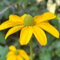 Green-Headed Coneflower  Rudbeckia laciniata  100 Seeds