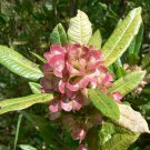 Hopbush Dodonaea viscosa 20 Seeds