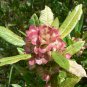 Hopbush Dodonaea viscosa 20 Seeds