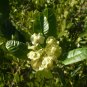 Hopbush Dodonaea viscosa 20 Seeds