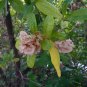 Hopbush Dodonaea viscosa 20 Seeds