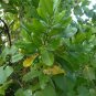 Hopbush Dodonaea viscosa 20 Seeds