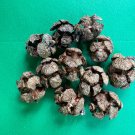 Italian Cypress cones for Crafts 10 Cones Cupressus sempervirens