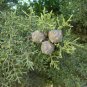 Italian Cypress cones for Crafts 10 Cones Cupressus sempervirens
