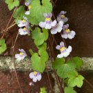 Kenilworth Ivy 100 Seeds Cymbalaria muralis Kenilworth Ivy 100 Seeds Cymbalaria muralis