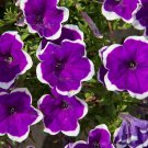 Petunia Picotee  100 Seeds  Petunia Multiflora
