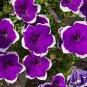 Petunia Picotee 100 Seeds Petunia Multiflora