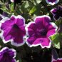 Petunia Picotee 100 Seeds Petunia Multiflora