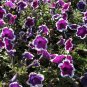 Petunia Picotee 100 Seeds Petunia Multiflora