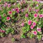 Petunia Picotee 100 Seeds Petunia Multiflora