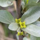 Silverberry Elaeagnus commutata 50 Seeds Silverberry Elaeagnus commutata 50 Seeds
