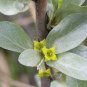 Silverberry Elaeagnus commutata 50 Seeds