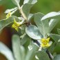 Silverberry Elaeagnus commutata 50 Seeds