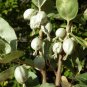 Silverberry Elaeagnus commutata 50 Seeds