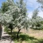 Silverberry Elaeagnus commutata 50 Seeds