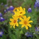 Engelmann’s Daisy 100 Seeds Engelmannia pinnatifida Engelmann’s Daisy 100 Seeds Engelmannia pinnatifida