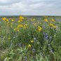 Engelmann’s Daisy 100 Seeds Engelmannia pinnatifida