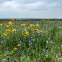 Engelmann’s Daisy 100 Seeds Engelmannia pinnatifida