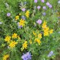 Engelmann’s Daisy 100 Seeds Engelmannia pinnatifida