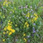 Engelmann’s Daisy 100 Seeds Engelmannia pinnatifida