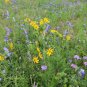 Engelmann’s Daisy 100 Seeds Engelmannia pinnatifida