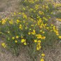 Engelmann’s Daisy 100 Seeds Engelmannia pinnatifida