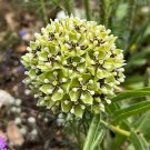Antelope Horn Milkweed  10 Seeds  Asclepias asperula