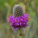 Purple Prairie Clover Dalea purpurea 100 Seeds