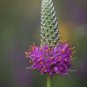 Purple Prairie Clover Dalea purpurea 100 Seeds