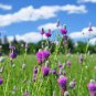 Purple Prairie Clover Dalea purpurea 100 Seeds