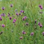 Purple Prairie Clover Dalea purpurea 100 Seeds