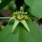 Corkystem Passion Flower Passiflora suberosa 20 Seeds Corkystem Passion Flower Passiflora suberosa 20 Seeds
