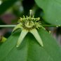 Corkystem Passion Flower Passiflora suberosa 20 Seeds