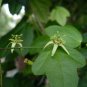 Corkystem Passion Flower Passiflora suberosa 20 Seeds