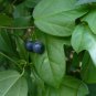Corkystem Passion Flower Passiflora suberosa 20 Seeds