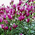 Lily Magnolia 10 Seeds Magnolia liliiflora Lily Magnolia 10 Seeds Magnolia liliiflora