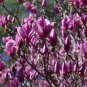 Lily Magnolia  10 Seeds  Magnolia liliiflora
