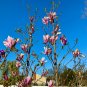 Lily Magnolia  10 Seeds  Magnolia liliiflora
